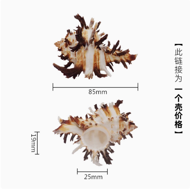 寄居蟹替换壳~房子大号小号天然贝壳海螺壳摆件装饰鱼缸造景备用|undefined