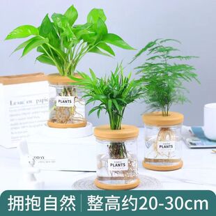 �d�ӻ�����ˮ��ֲ�������辰�Gֲ�����tС�����k��������С�Gֲ