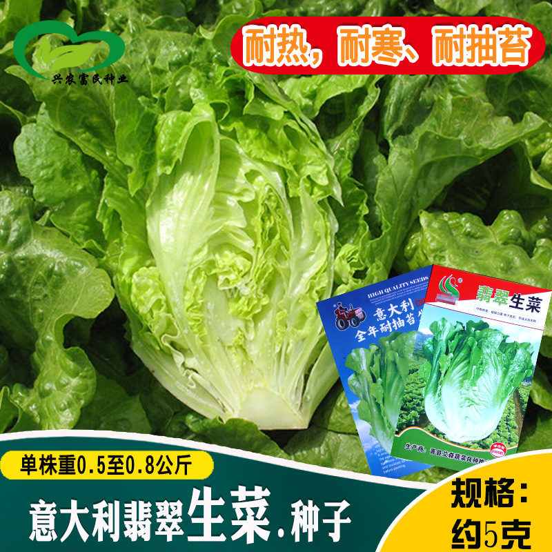 意大利全年耐抽苔生菜种子 农田菜园爽脆味香耐抽苔半包心生菜籽