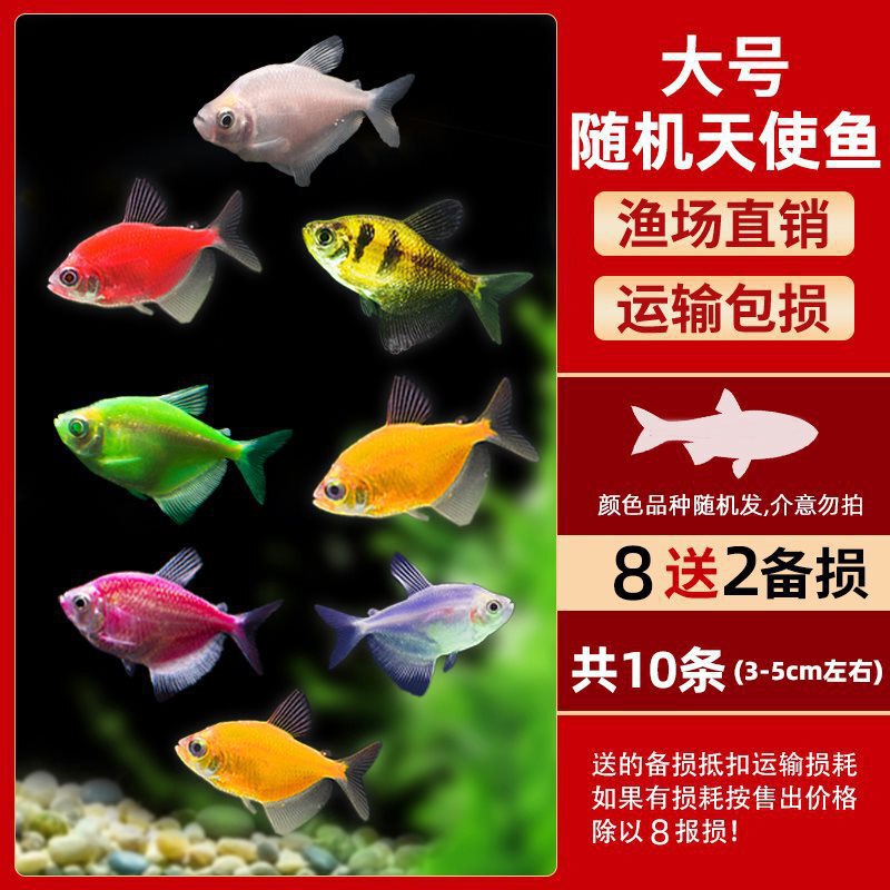 グッピー、フェニックステール、淡水、繁殖しやすく、育てやすい、純種のランプ科の小型熱帯魚観賞魚の稚魚|undefined