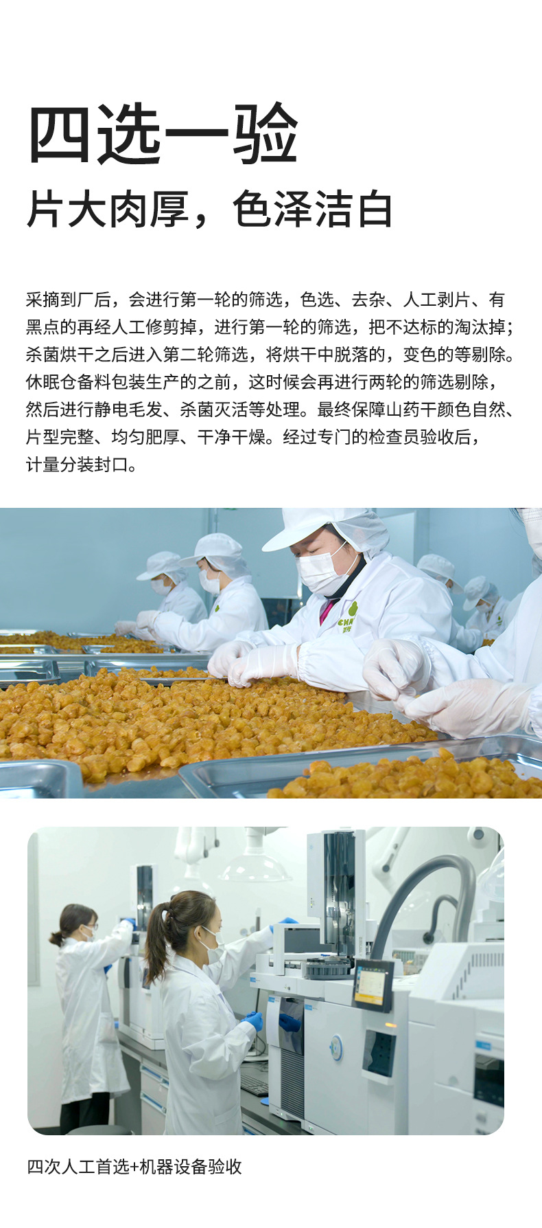 Dried Chinese Yam Slices Shan Yao 250g Canister Henan Tiegun Yam Sugar-Free Herbal Tea Ingredient in use
