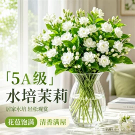 种子;草种子;盆栽