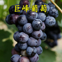 ���ј��mꖹ�õ���{��ʯ����ͥԺ�����Ϸ������Nֲ�޷�o��������