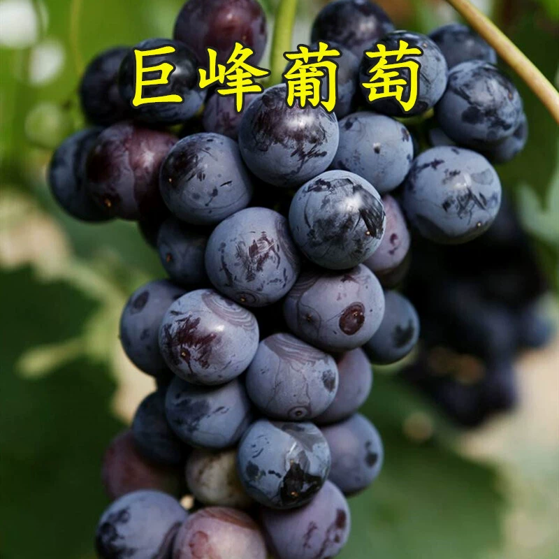 Виноградная лоза Флеш Солнце Роза Сапфир в горшке Сад Восхождение Лоза Юг Север Посадка Гигантский пик Рассада винограда без косточек