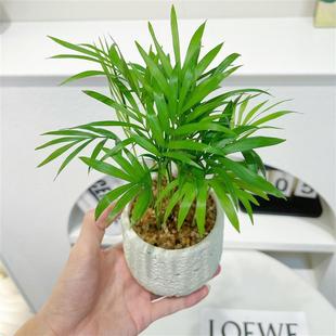 Pocket-Sized Rich Coconut Fun Flower Leafy Potted Plant Indoor Living Room Office Desktop Easy to Maintain Green Plants