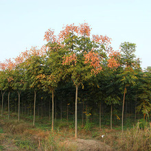 �����С���Sɽ�豱����@�ֹ��̾G����ľ�е���ͥԺ�L��ռ�ز��w