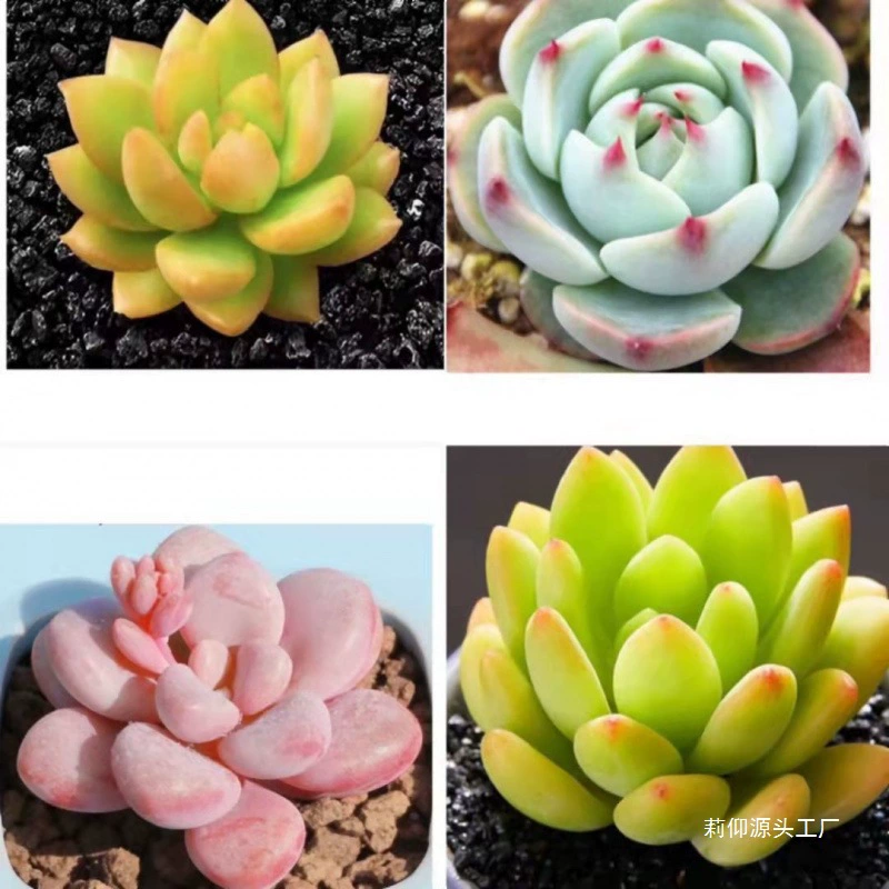 Суккуленты, суккуленты, нефритовая роса, рубин, медвежонок, персиковое яйцо, магазин города Чихуахуа, восемь штук без горшков