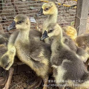 �Z���������N���Z���Z����������һ�����Z������S�Z�����