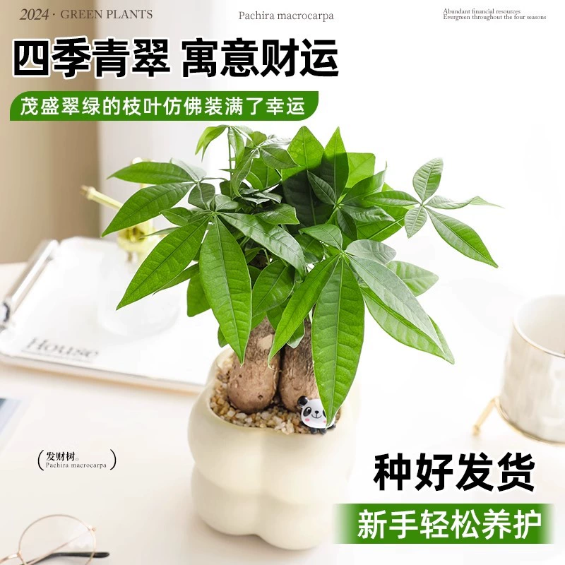 Трехствольное денежное дерево, зеленое растение в горшке, вечнозеленое комнатное денежное дерево, бонсай для всех сезонов, привлекающее богатство и процветание, легко выращиваемые цветы