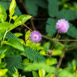 含羞草感应草花种子阳台花籽害羞草触摸易活四季室外盆栽花种籽子