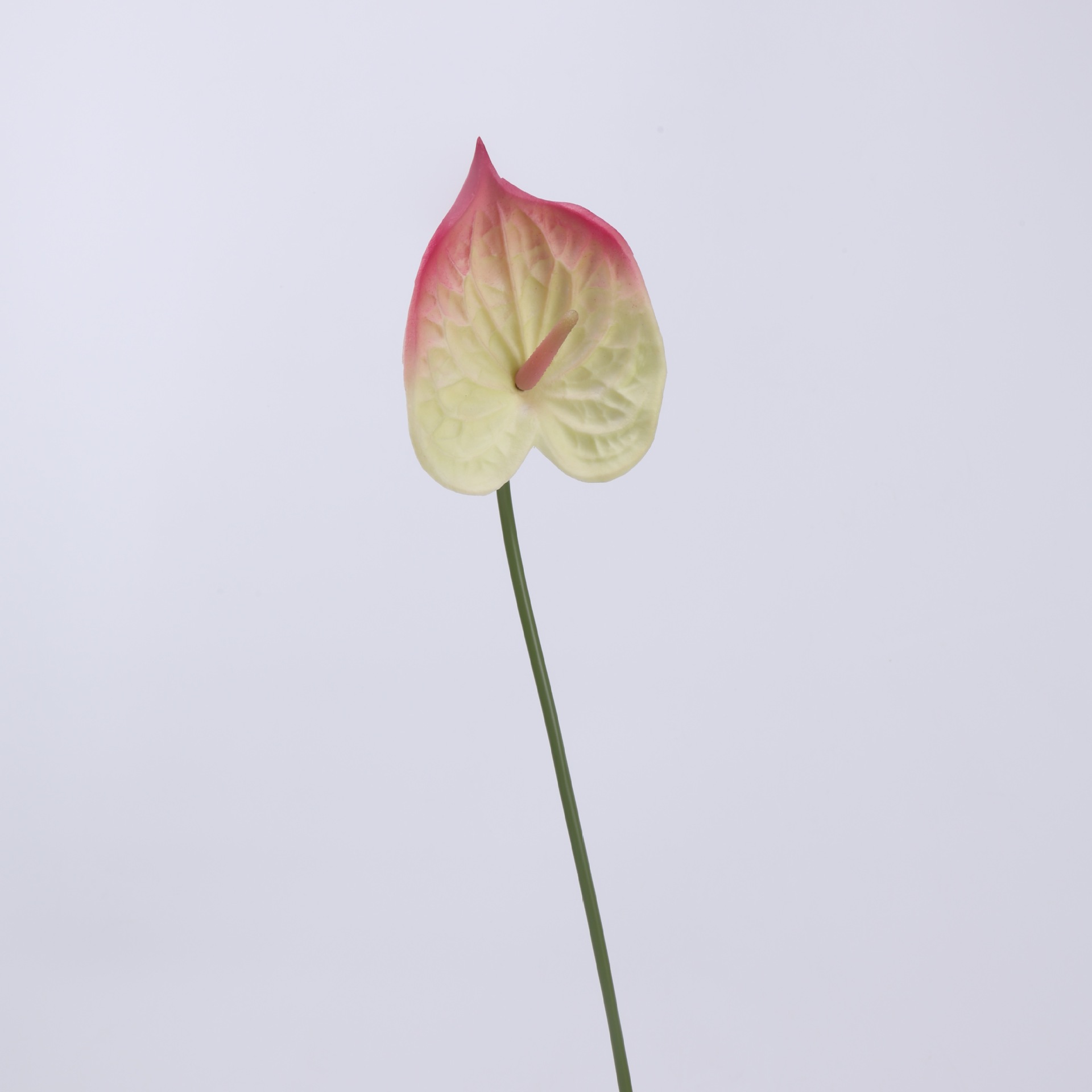 피치 핑크(신품)