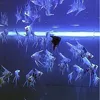 [2.5-3cm品种随机10条备损2条]