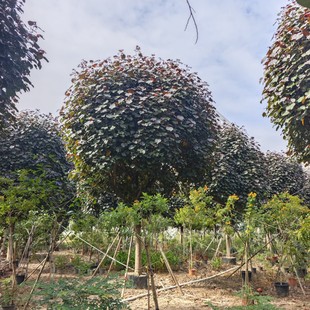 2511���Թ��� ���~ �t�~�S�� 20-26cmȫ�ژ� ���G��ɫ ���x��ľ