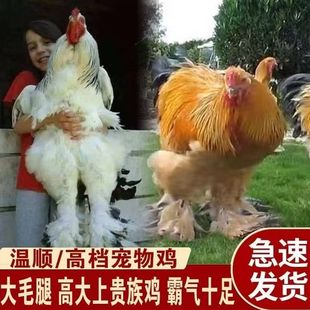 ���_�T�u �����^�p�u���_�T�u���_�T�^�p�u���_�T
