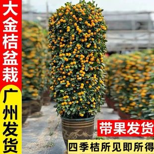 ����ļ������Ԏ����҃��̨�͏d�ļ���ؔ�Gֲ���ӽ��Ә�����辰