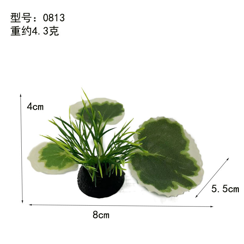 Borde blanco de hoja verde plantas acuáticas (tamaño pequeño)
