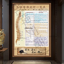 人体脊椎全息图神经分布图脊柱相关示意图中医养生墙贴挂图