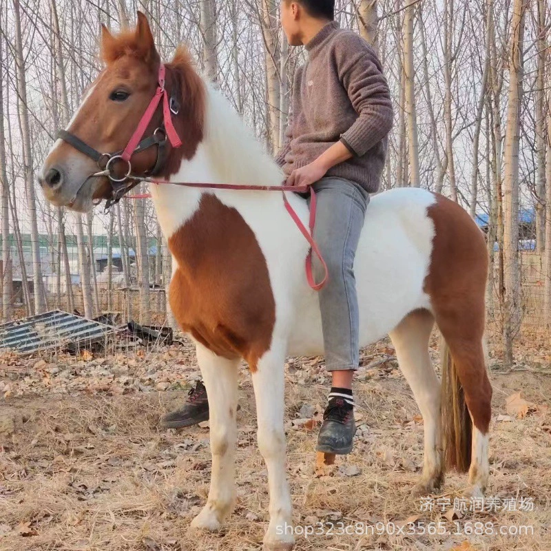Миниатюрная лошадь для верховой езды, домашняя, для тренировок, зрелая миниатюрная лошадь Дечжоу, для фотосессий на живописных местах, большая лошадь для продажи
