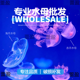 ���³���ˮĸ���w���l����С��С������wˮ�庣ˮ�Bֳ���㺣��