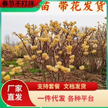 �Y�㻨�e��ͥԺ�ͺ�����ֲ������������������Y�@�־G���Y����