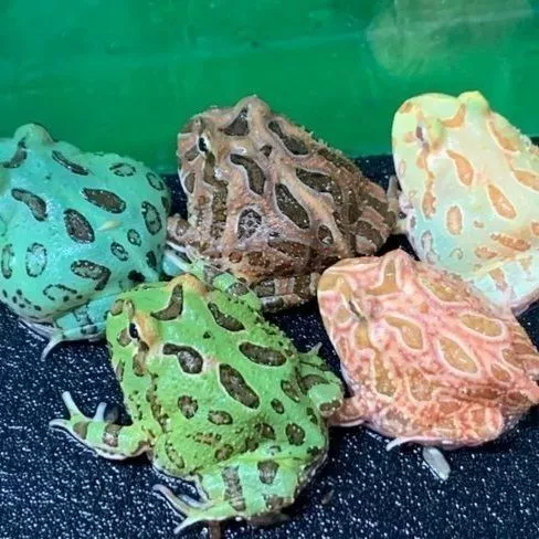 Аксолотль питомец Пикачу живой аксолотль зеленый аксолотль Удзи золотой южноамериканский нетоксичный клубничный лягушка амфибия тыква