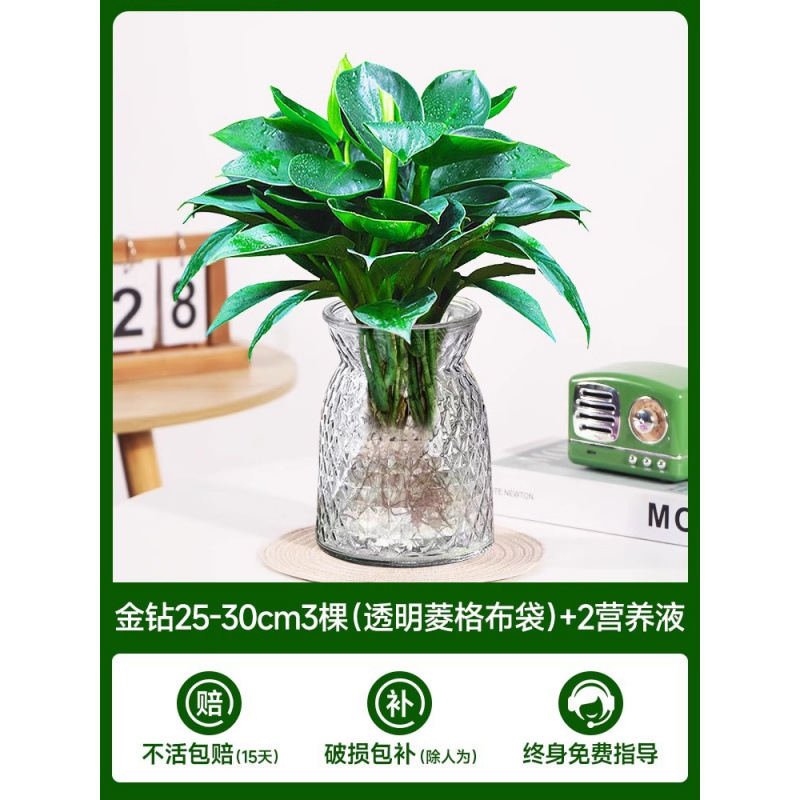 고급 대형 금다이아몬드 3개(투명 다이아몬드 천주머니) + 크리스탈 머드 + 영양액 2개