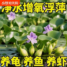 ˮ���Jˮ��ֲ��ˮ��ˮ��ɏ�����~���쾰����ˮ�|���]�҃��B�~�B��