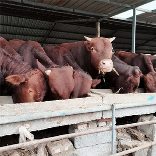 ��ľٝţ��ţ�ٶ���һ�^ �������Bţ�� ��ľٝţ�كr��