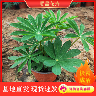 Lupin Flower Lupine Cold-Resistant Perennial Herbaceous Flower Greening Landscape Potted Double Lupine Seedlings