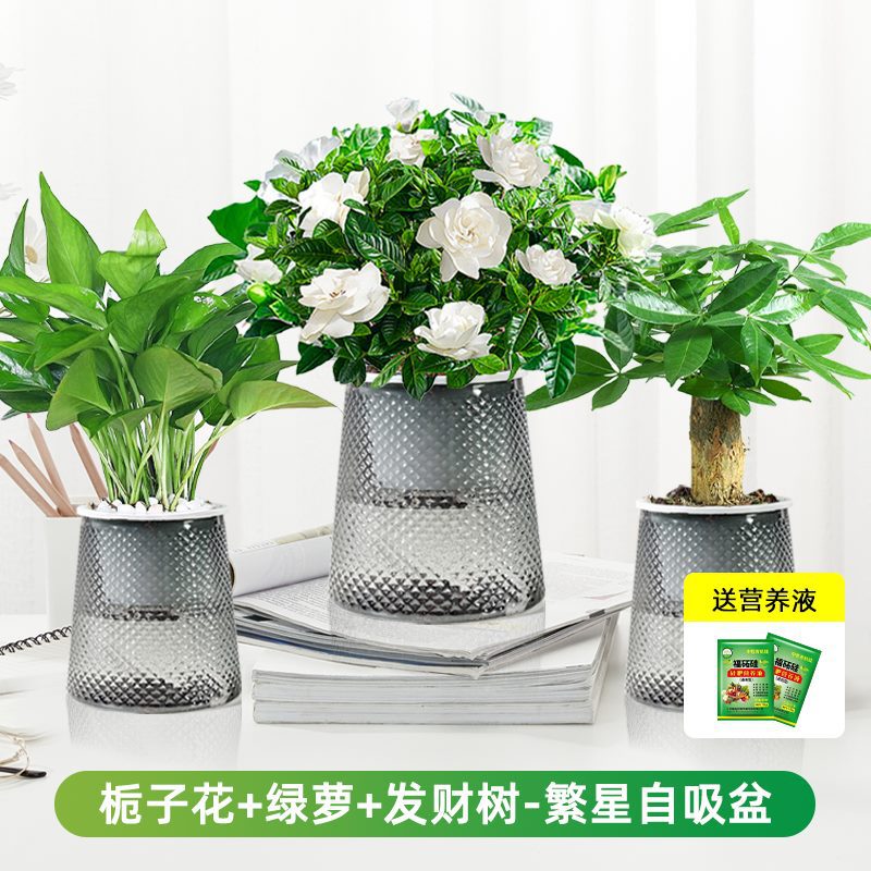 치자나무 + 포토스 + 머니트리(별화분) + 영양액