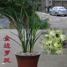 8苗 金边兰 朱德素  建兰四季兰室内花卉兰花盆栽绿植物