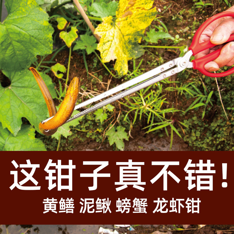 Monopterus albus clip eel clamp fish control loach crab lobster clamp catch catch catch catch catch catch catch catch catch catch catch catch catch catch catch catch catch catch catch catch catch catch catch catch catch catch catch catch catch catch catch catch catch catch catch