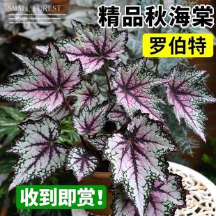 �����~�ﺣ�������V�~�������҃��̨���B�׻��ļ��_���ܾGֲ��