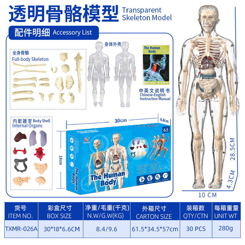 Modelo del cuerpo humano, juguetes educativos STEM para niños, modelo de anatomía humana desmontable, reconocimiento de órganos, fabricante, venta al por mayor image 19