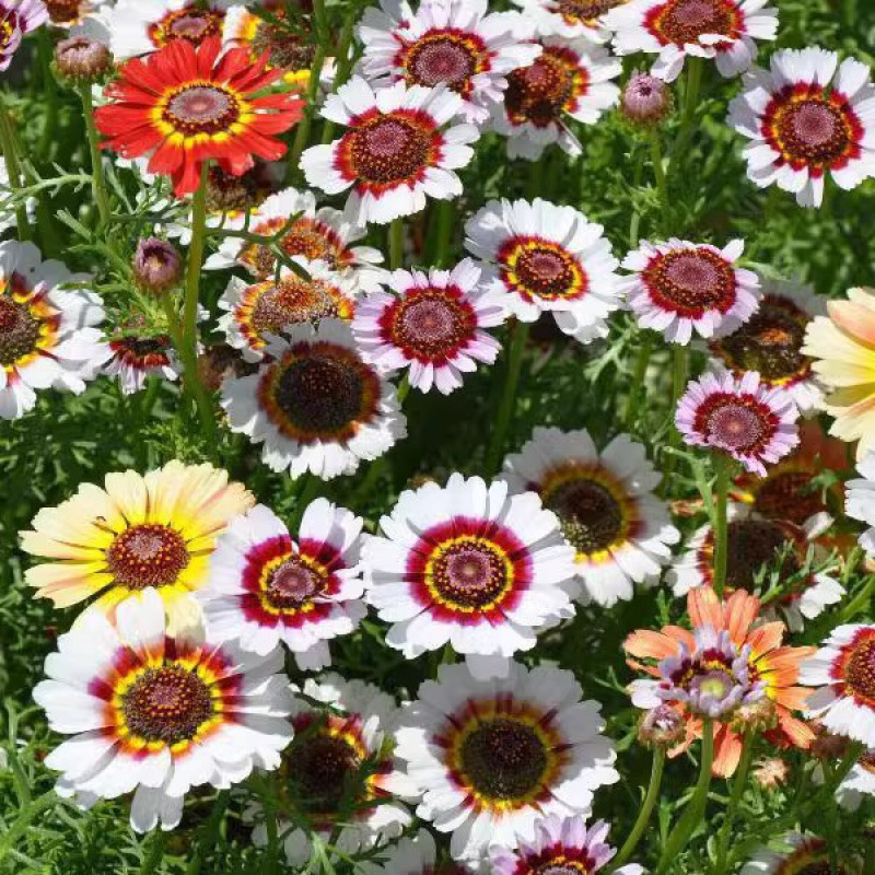 Semillas de flores, semillas de flores.