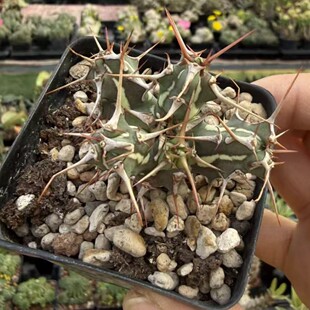 �ʹ����� Euphorbia kalisana ��꪿����Զ���ֲ��K��