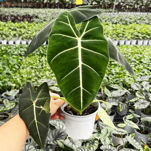 �G���Z�q��������՚���~��Gֲ����������ȩ�҃���ֲ���^�~���B