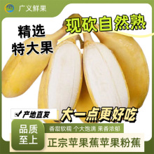 正宗广西苹果蕉特大果banana时令特产水果孕妇自然熟香蕉现砍为溢