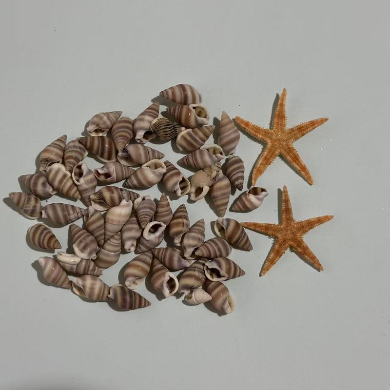 小海螺小米螺天然贝壳海螺手工DIY鱼缸造景微观装饰配件寄居蟹用|undefined