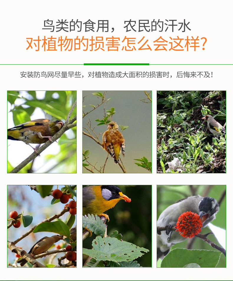 防鸟网稿件套版_04.jpg