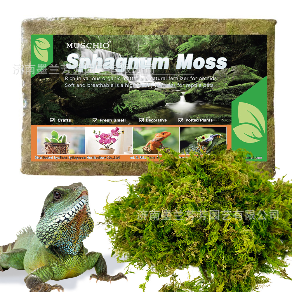 고품질 압축 이끼 (150g/팩)