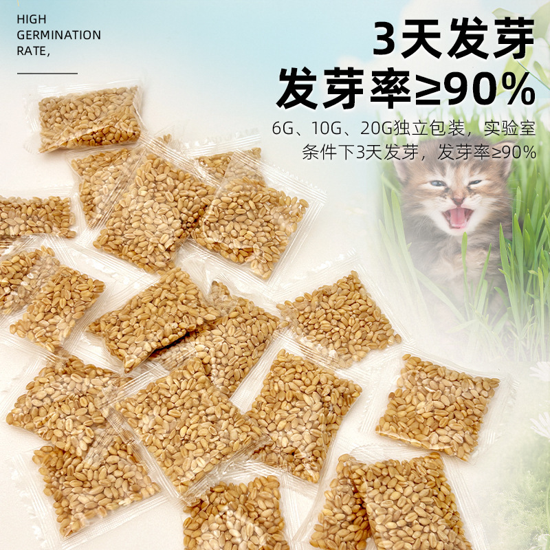 Wholesale Cat Grass Seeds Hydroponic Soilless Cat Grass Seeds Hair Removal Ball Cat Snacks Individually Packaged Seeds