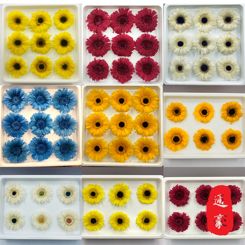 African daisy head Home Furnishing bedroom a living room decorate Wedding celebration Hand tied bouquet Botany Spend eternity Material Science