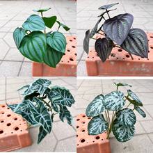 ����Gֲ12�^�Gֲ�~�ӹ����쾰�����~�׺����~�^��ɏ�~��ֲ��[��