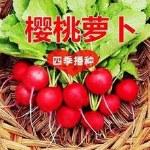 【樱桃萝卜】地栽盆栽红樱桃萝卜水萝卜小院种种植四季蔬菜简单