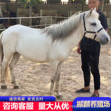 С���R���w�r���T�˰��Rһƥ�������Bֳ���R�u��ͯ�T���R��