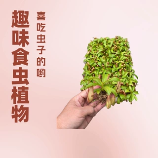 室内趣味食虫植物红领猪笼草种苗园林花卉绿植小盆栽吊兰四季常绿