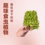 四季趣味植物常绿种苗