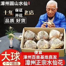 漳州水仙花种球水培耐寒冬季四季花卉年宵花庭院内外阳台室内植物