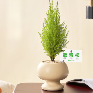 放青松小香松圣诞树盆栽植物办公室内桌面好养易活绿植带挂件摆件-阿里巴巴